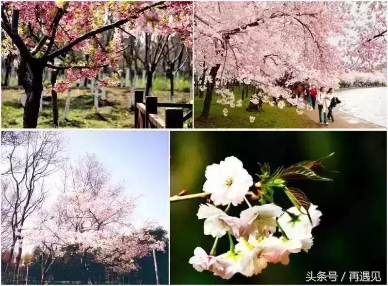 樱花季攻略完整版,樱花上海攻略