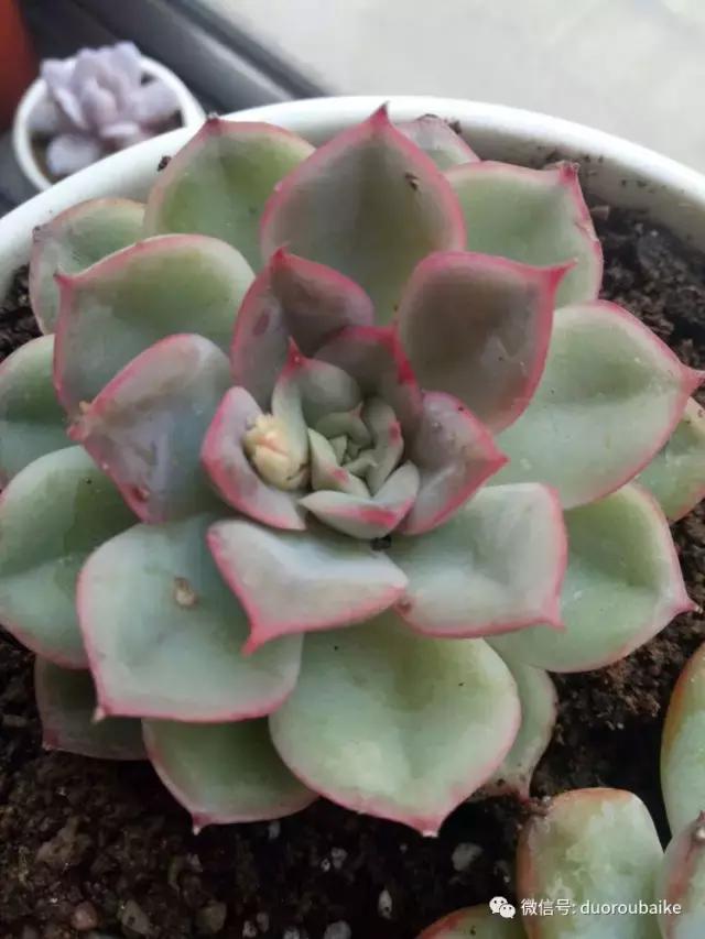 爱上多肉爱上生活,爱上多肉深似海