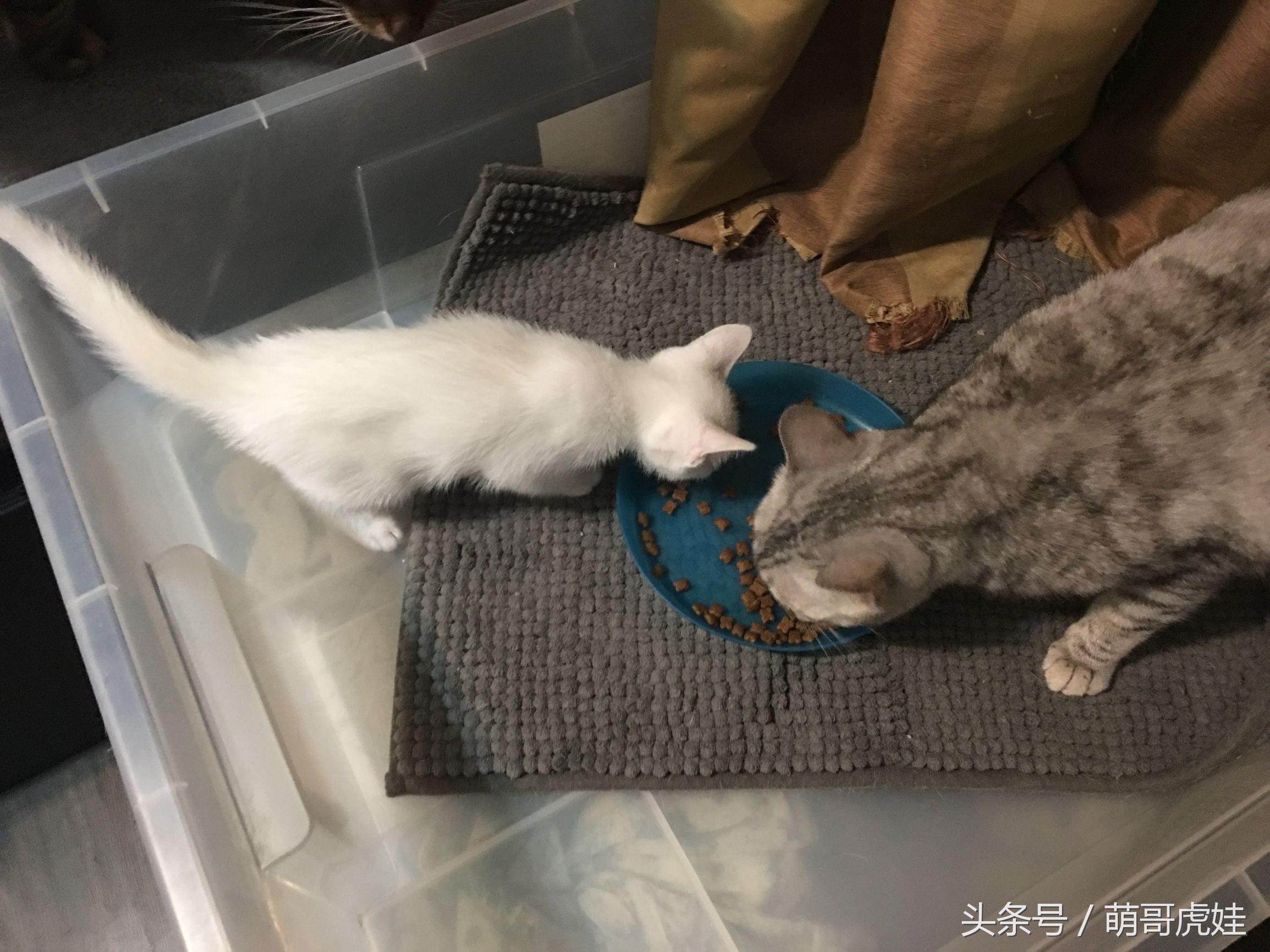 小奶猫第一次吃猫粮,小奶喵吃零食视频