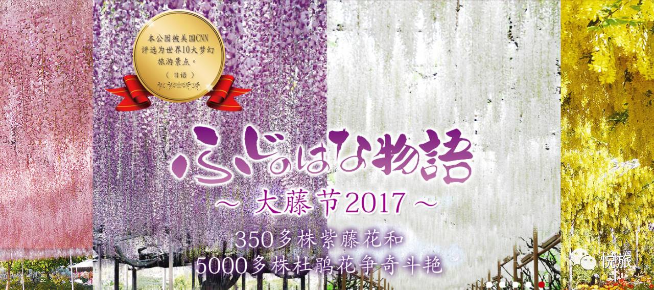 紫藤的四月美景,日本著名紫藤景点