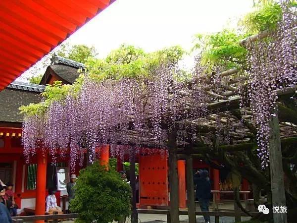 日本紫藤花美景,日本最浪漫的紫藤