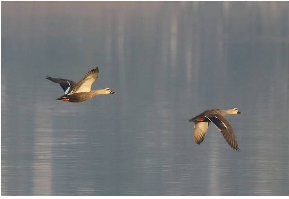 合肥玻尿酸注射效果,男生玻尿酸注射上唇效果图
