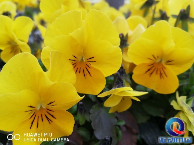 徕卡镜头summilux华为p10,华为p10徕卡双摄怎么用