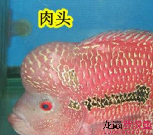 罗汉鱼饲养术语,罗汉鱼饲养法图解