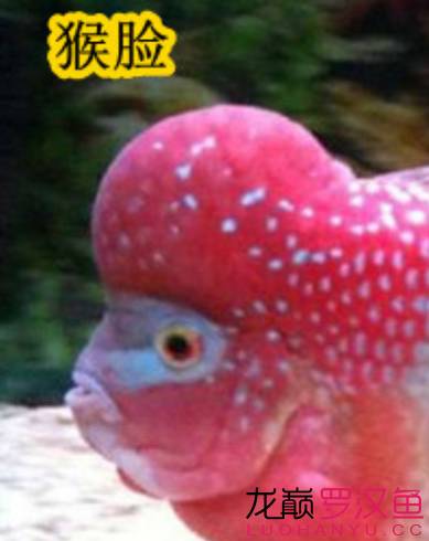 罗汉鱼饲养术语,罗汉鱼饲养法图解