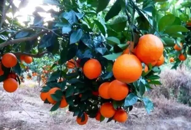 揭开酵素的神秘面纱,橙子酵素是什么