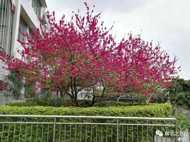 柳师附小足球,巴西足球教练教学