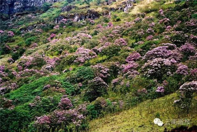 云南省什么地方风景区最好,云南生态环境最好的地方