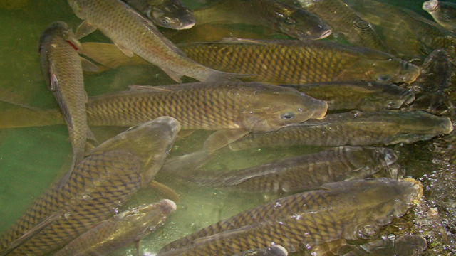 鱼肚子里有黑膜和水质有关系吗,鱼腮黑膜