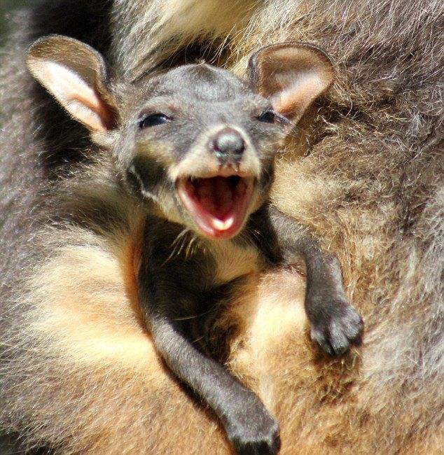 小牛喂鲸鱼奶,一天增重近两百斤!这些冷姿势,简直亮瞎眼