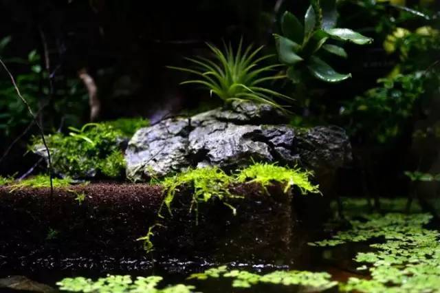 水族箱草缸开缸教程新手入门,雨林缸开缸多久植物才会稳定