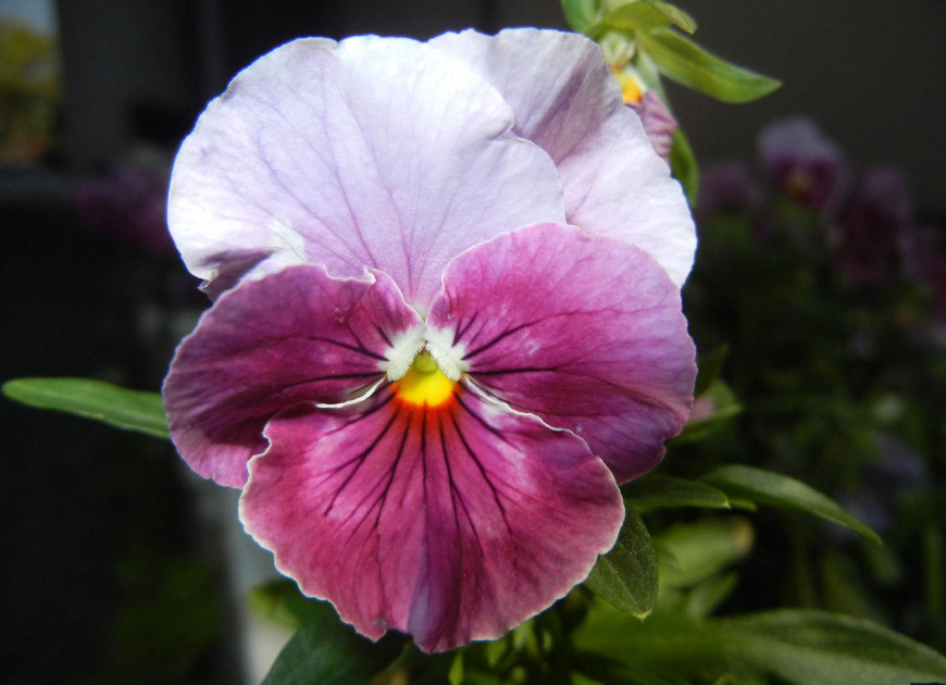 三色堇庭院图片,三色堇可食用盆栽