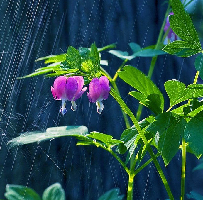 十首清明好诗词,杜牧代表作十首清明诗词