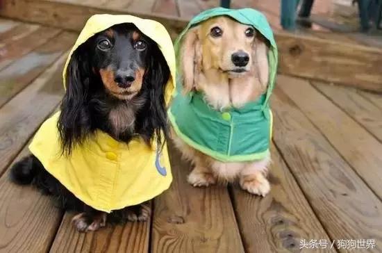 狗狗第一次来月经注意事项,狗狗打疫苗前后要注意什么