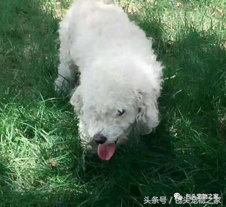 包头市认领狗狗,包头狗狗救助