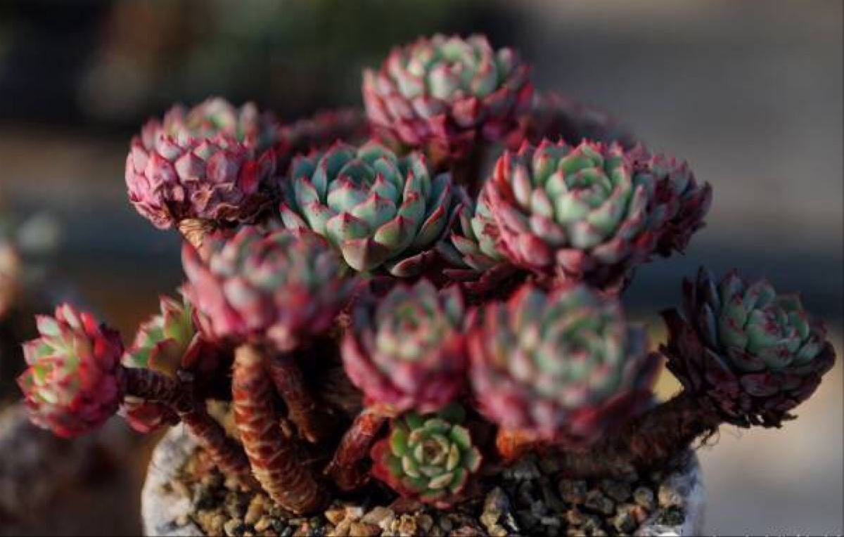 干枯的花怎么救活,花干枯了怎么救活