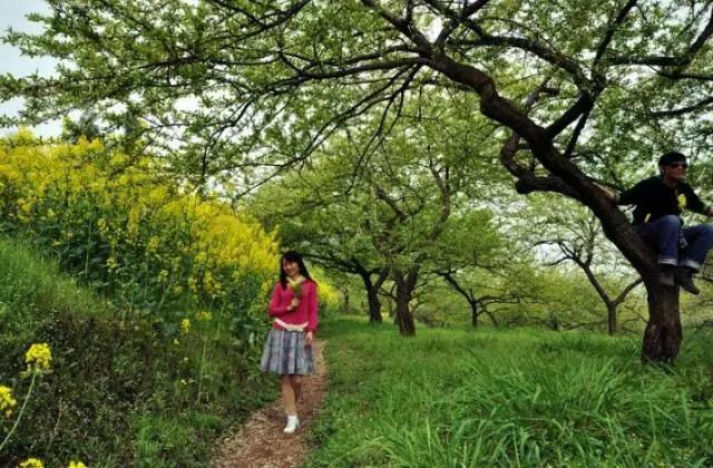 成都周边踏青二日游自驾游,春节成都看花好玩的地方推荐