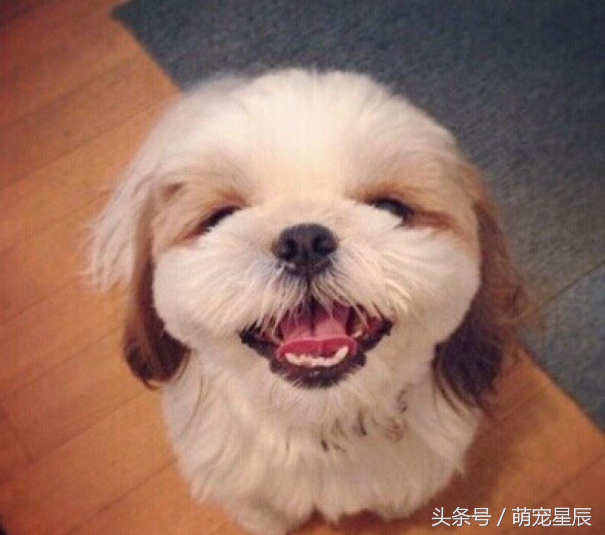 狗狗常见体内外寄生虫用药图谱,狗狗常见的体内寄生虫有哪些