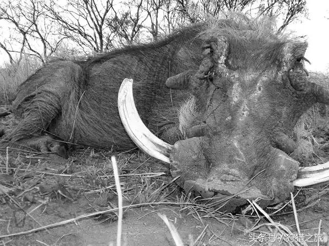 鍗楅潪鐭ュ悕鐚庝汉,鍗楅潪鐚庝汉鐙╃寧