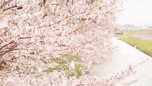 樱花限定款，一起粉出少女味｜时令