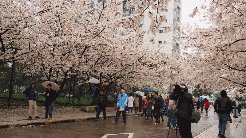 早春樱花系列 (樱花粉嫩款推荐)