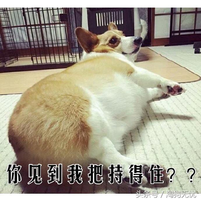 春天来了狗狗也撒欢,春天来了你家的狗能管好吗