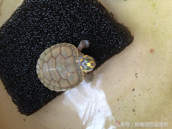 各种宠物龟饲养方法大全,宠物龟超容易养活饲养指南多图