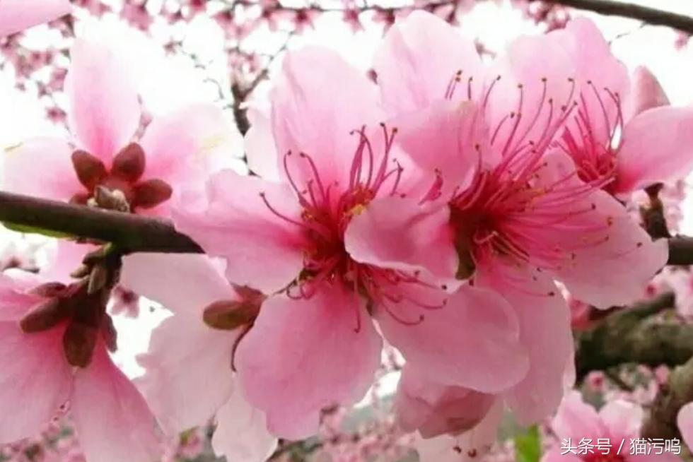 花的海洋让人心情愉悦,花的海洋真实图片大全