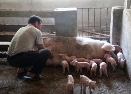 母猪炎症塞药,母猪产道炎症特效药