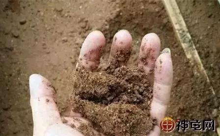 新手养蛋龟的注意事项,龟产下的蛋如何孵化