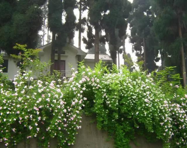 成都周边踏青二日游自驾游,春节成都看花好玩的地方推荐