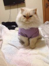 三个月狗狗挑食偏瘦但很活泼,狗狗小时候也可爱长大后更卡