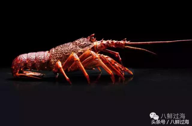去澳大利亚你能吃到什么特色海鲜？值得收藏的吃货指南