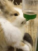 小兔砸月亮,小兔砸崽子