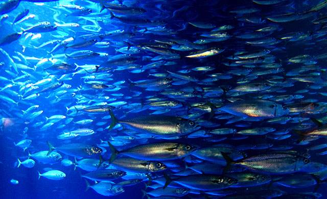 小牛喂鲸鱼奶,一天增重近两百斤!这些冷姿势,简直亮瞎眼