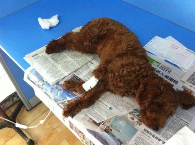 狗粮造假曝光,狗粮里的黑幕