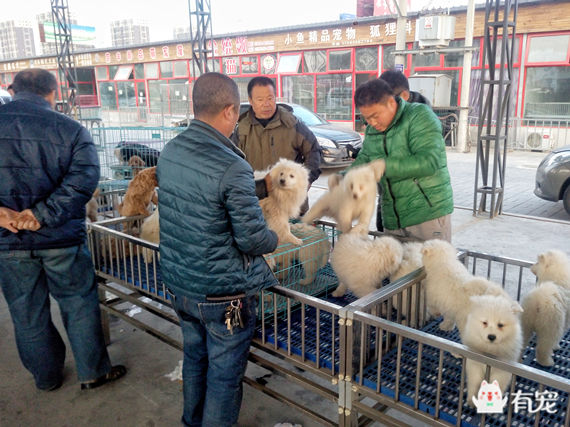 鐙楀競鎺㈣ (鎺㈣鐙楀競)