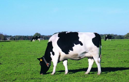 奶粉国内的好还是进口的好,奶粉不是一般的好吗