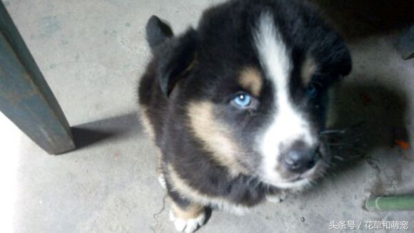 混血狗哈士奇和阿拉斯加,藏獒和二哈图片