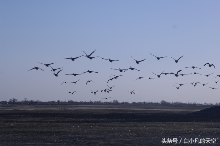 男子救下一只大雁,男子救了一只小白狼