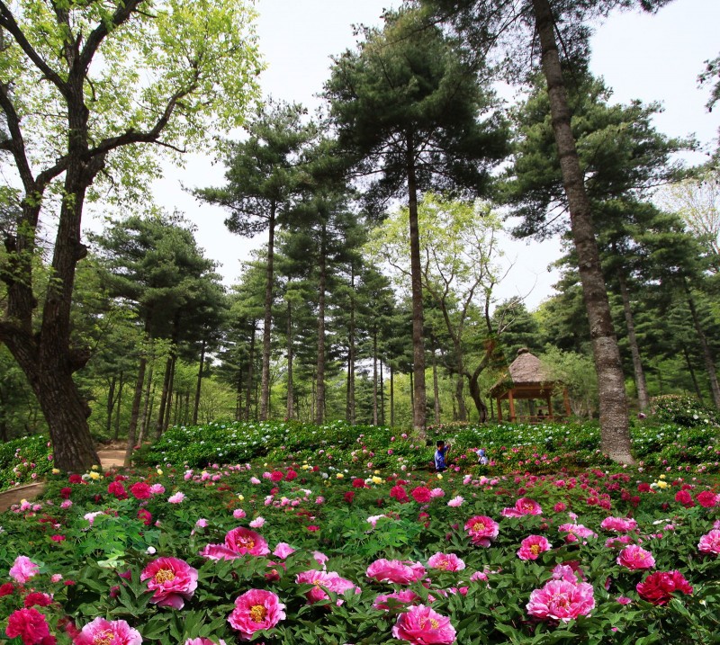 洛阳超值景区 (洛阳可以秒杀韩国景点吗)
