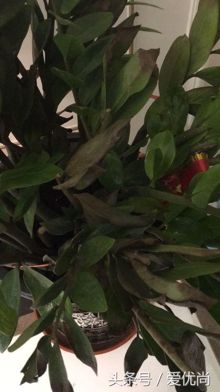 金钱树叶片发黄怎么解决,盆栽金钱树叶子黄了是什么原因
