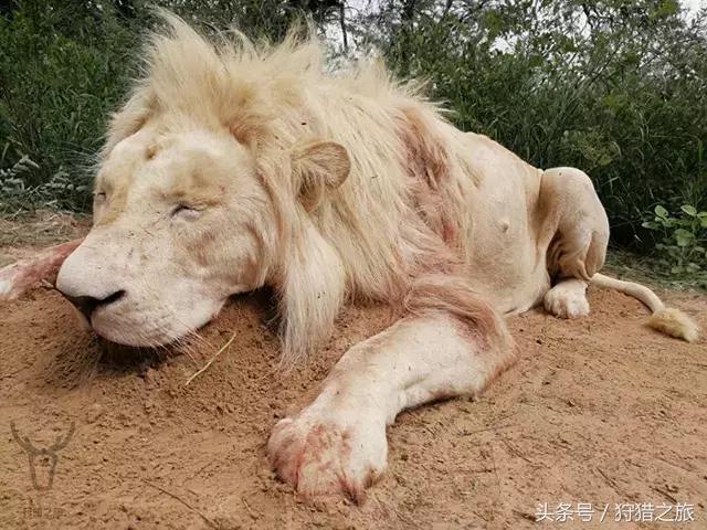 鍗楅潪鐭ュ悕鐚庝汉,鍗楅潪鐚庝汉鐙╃寧
