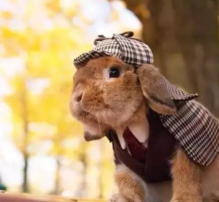 小兔砸月亮,小兔砸崽子