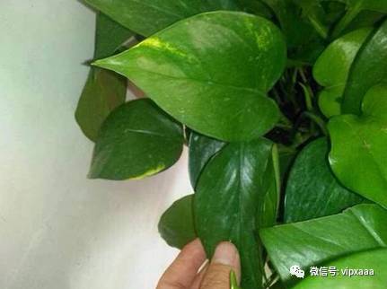 绿萝叶子黄了什么原因造成的,绿萝的叶子会变黄的原因