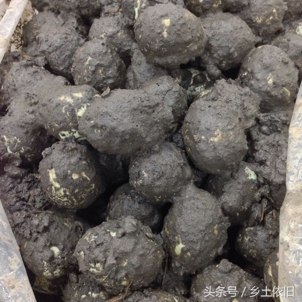 农村腌的老咸菜,乡下腌的咸菜