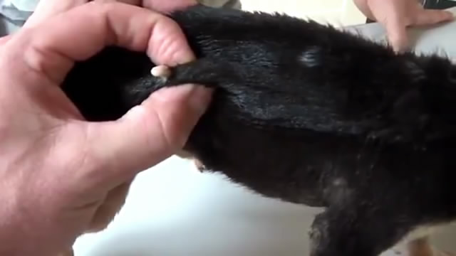 怎么才能防止狗狗走丢,什么方法防止狗狗走丢了