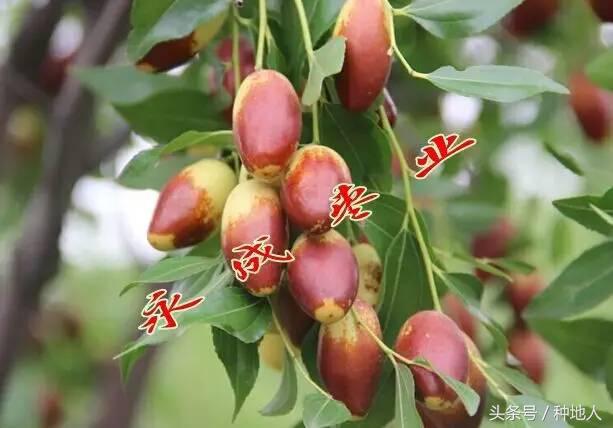 最甜枣树品种子弹头枣,什么枣树品种好吃又甜又大