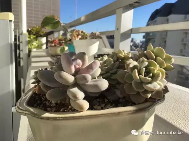 日本最好的多肉大棚,走进日本北海道