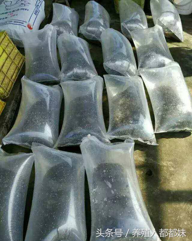 泥鳅养殖创业,泥鳅养殖加盟项目有哪些